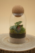 TerraSphere M
