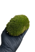 musgo bola natural