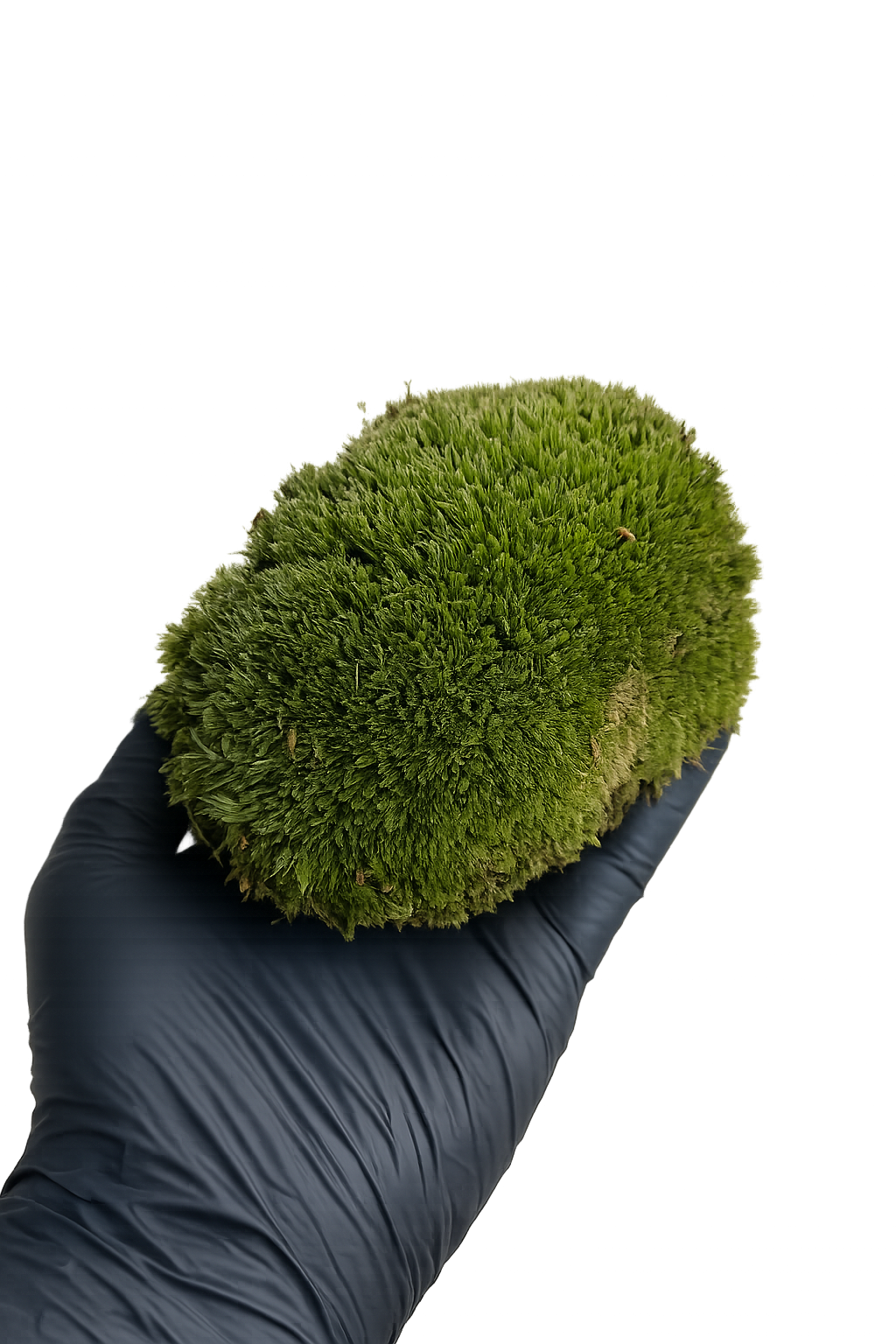 musgo bola natural