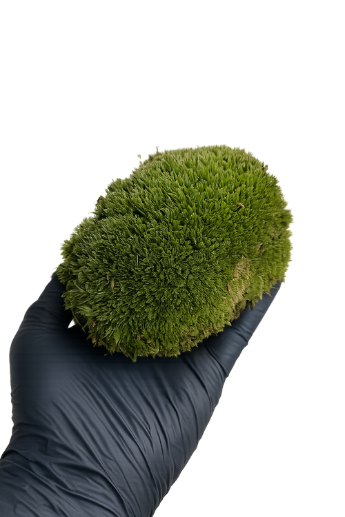 musgo bola natural